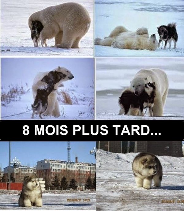 insolite chien croisement husky ours polaire