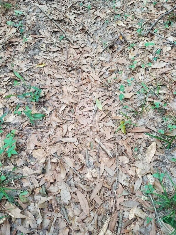insolite camouflage feuille serpent trouver