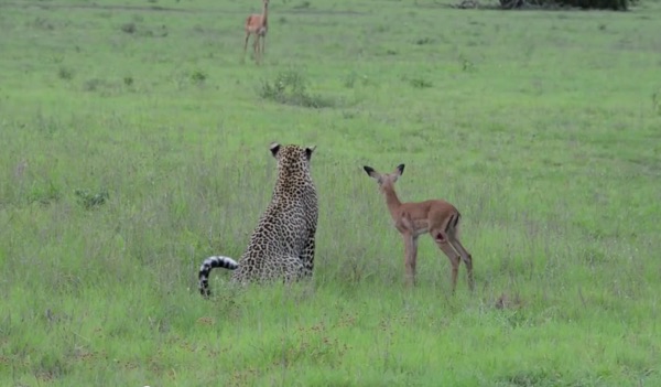 insolite antilope leopard mere