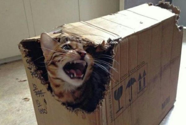 insolite carton chat colere experience schrodinger