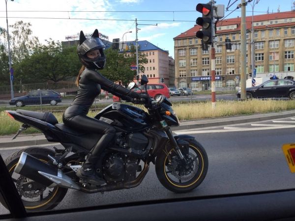 insolite chat femme moto