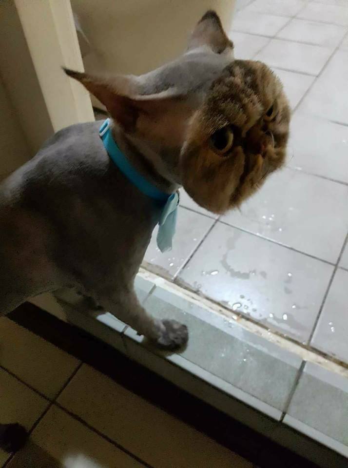 Il A Tondu Son Chat Enti rement Sauf Son Visage