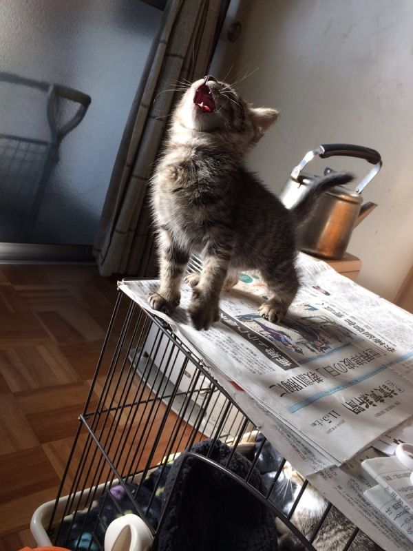 insolite animal chaton roi rugir