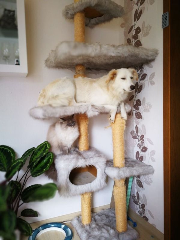 insolite arbre chat chien