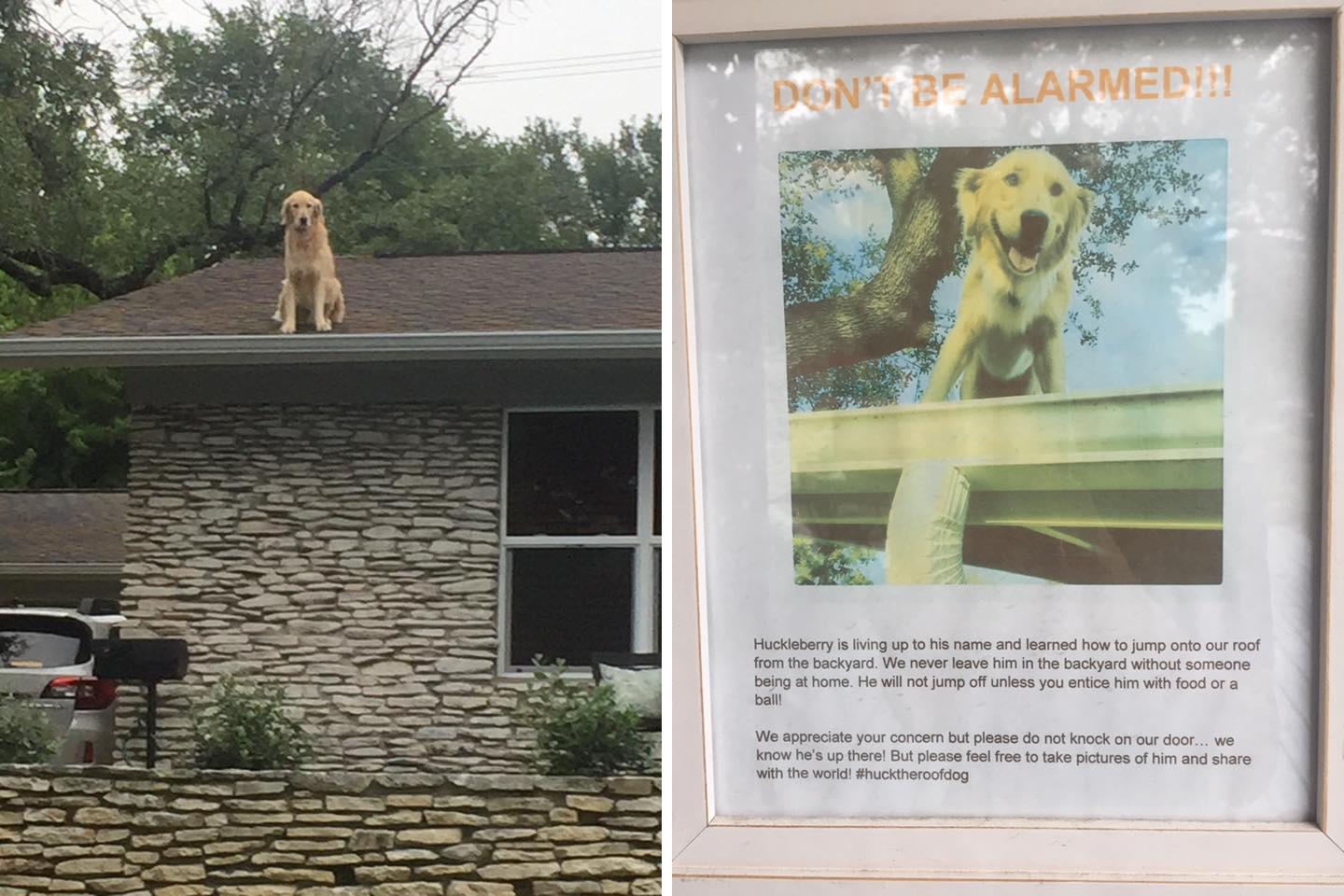 Ne soyez pas inquiet, le chien est sur le toit mais c'est normal