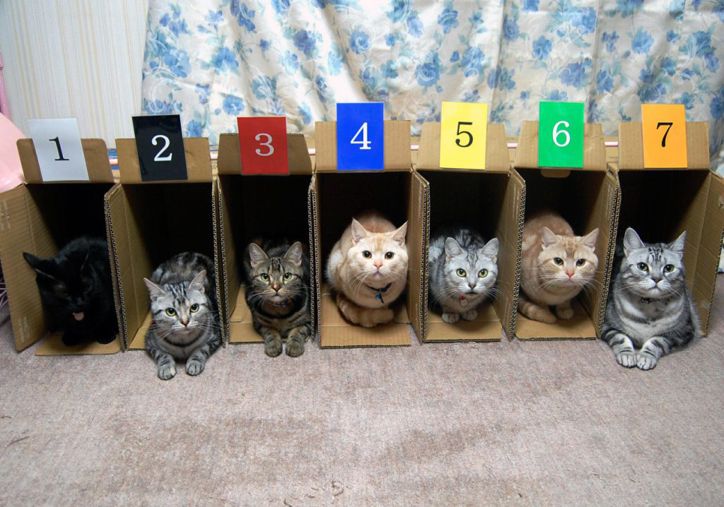 Course De Chats