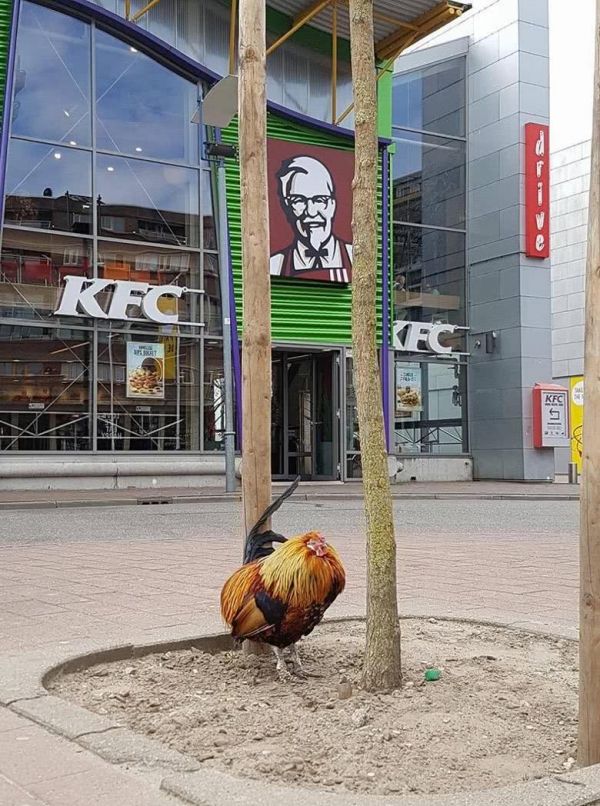 insolite kfc manifestation poulet restaurant