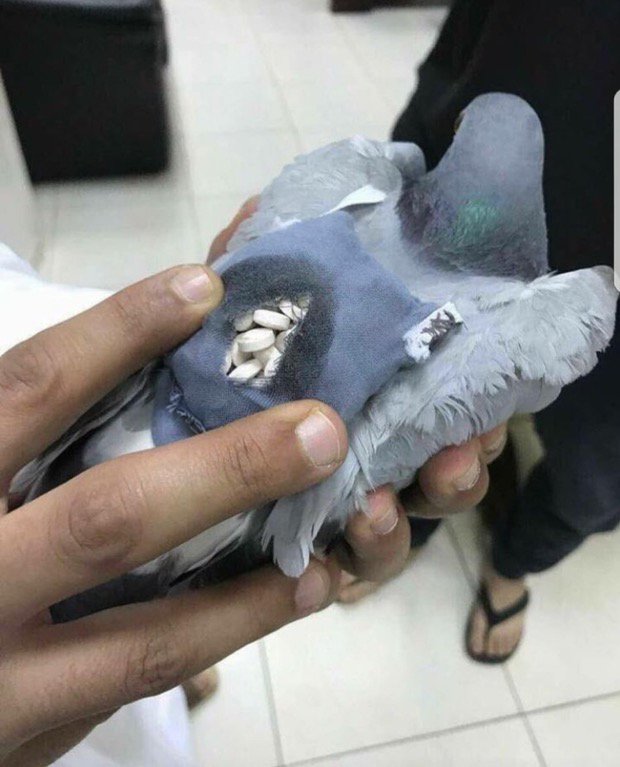 Pigeon dealer au Koweït