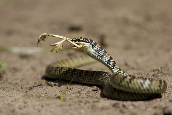 insolite grenouille patte serpent