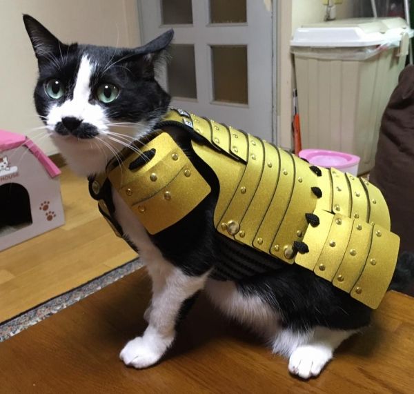 insolite armure chat samourai