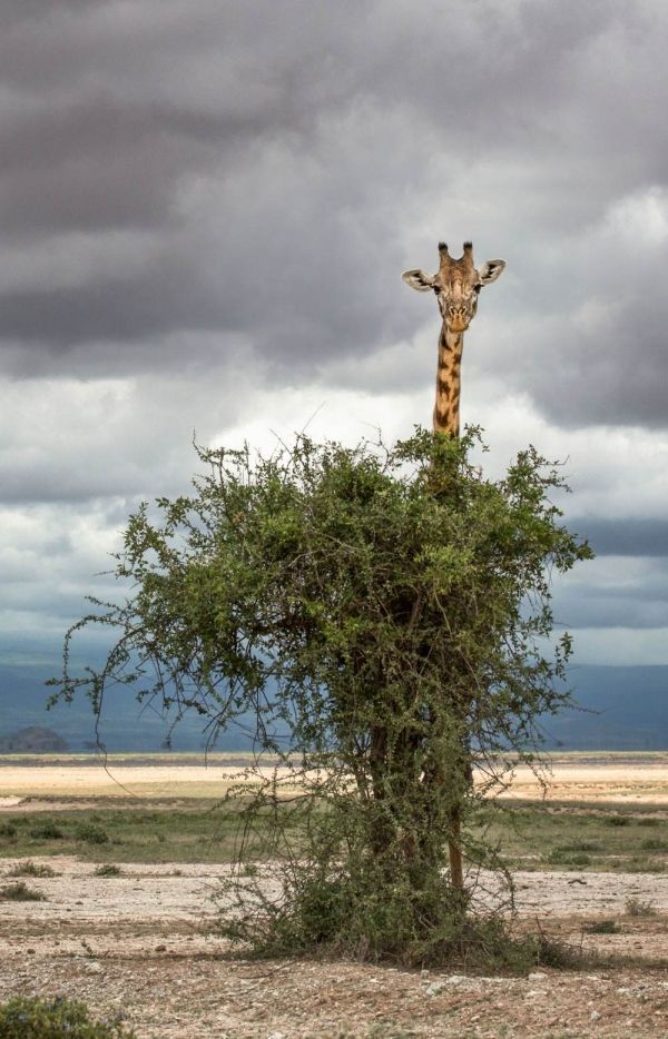 insolite arbre cachette girafe tete