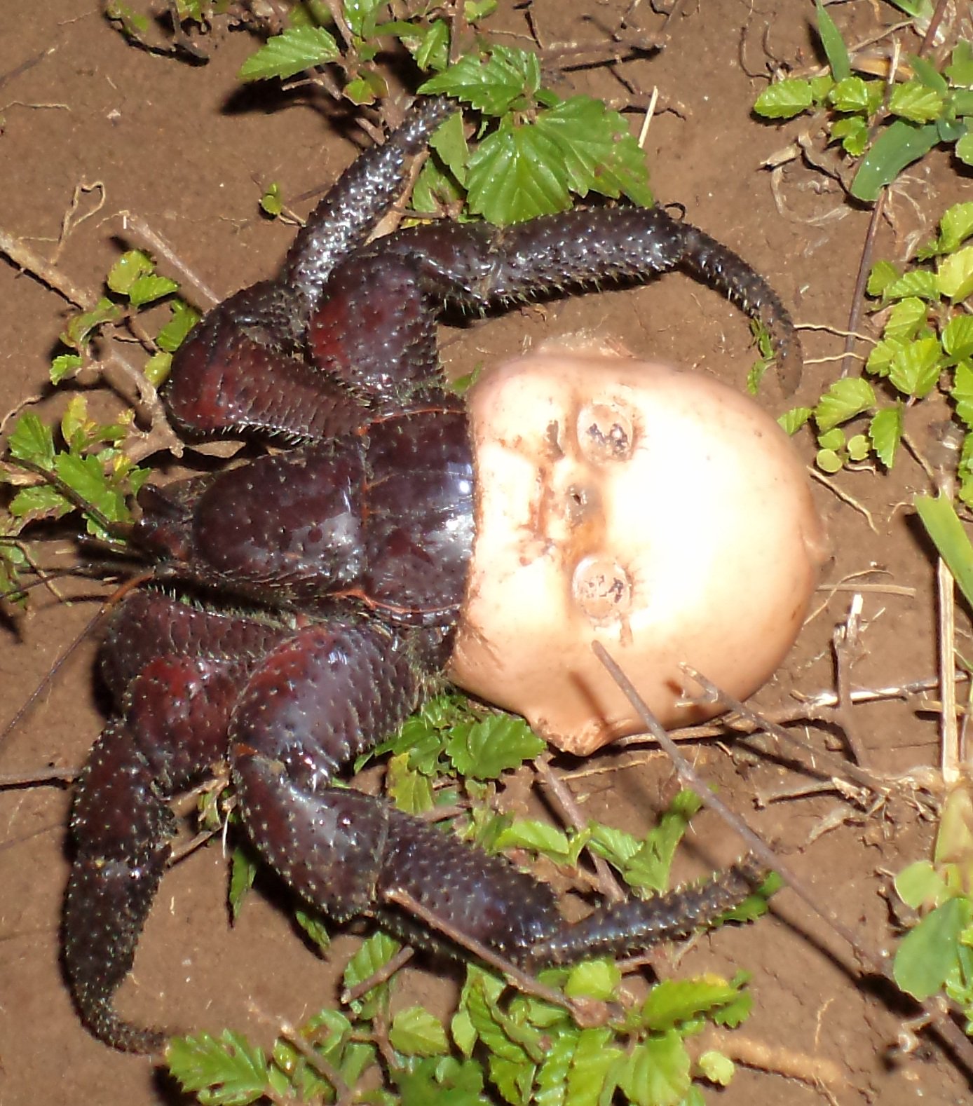 Un crabe avec une tête de poupée