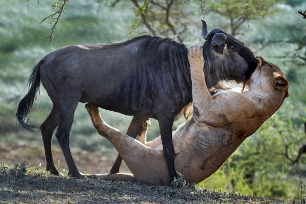 insolite attaque baiser gnou lion lionne mort