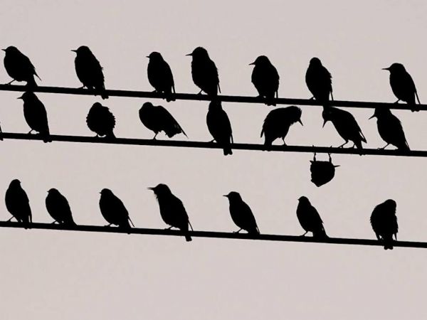 insolite electrique envers fil oiseau