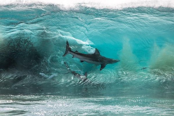insolite requin vague