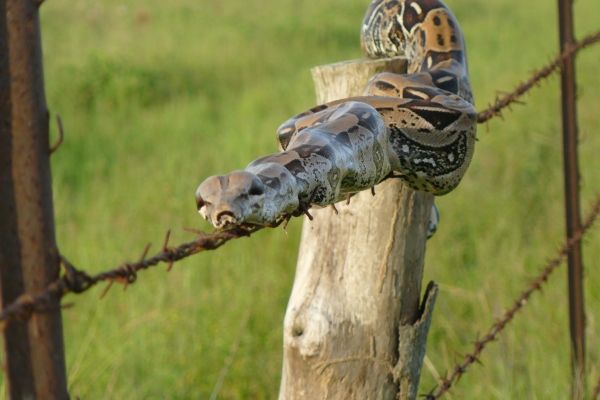insolite barbele fil serpent