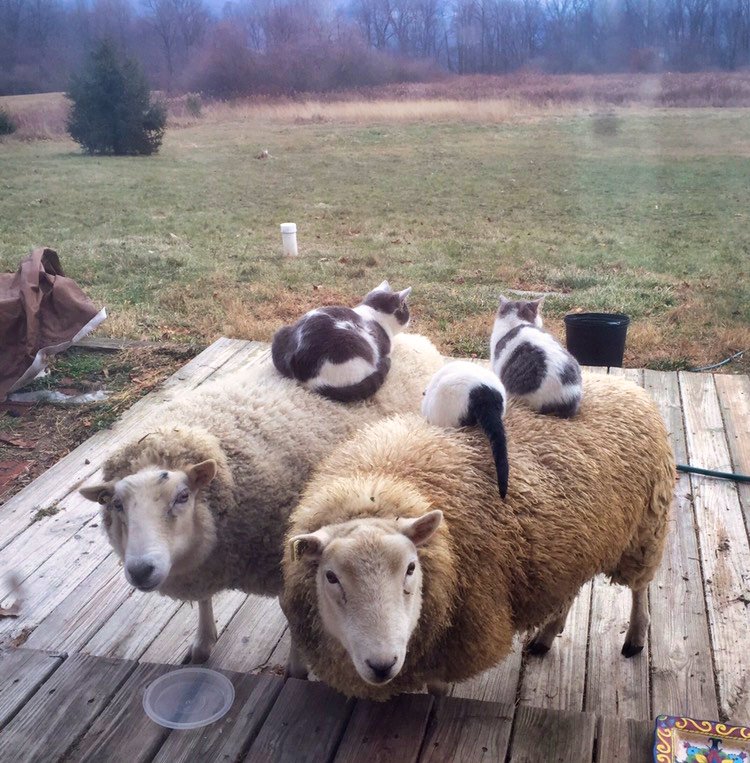 Des chats confortablement installés sur des moutons