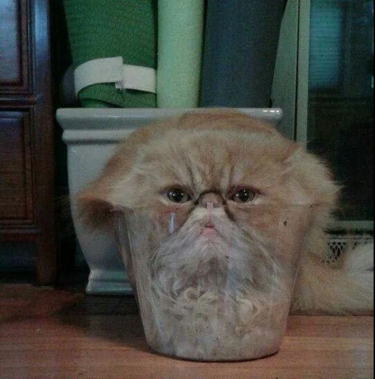 Un chat s'est installé dans un pot en plastique transparent 
