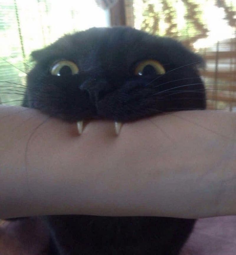 insolite bras chat dent vampire