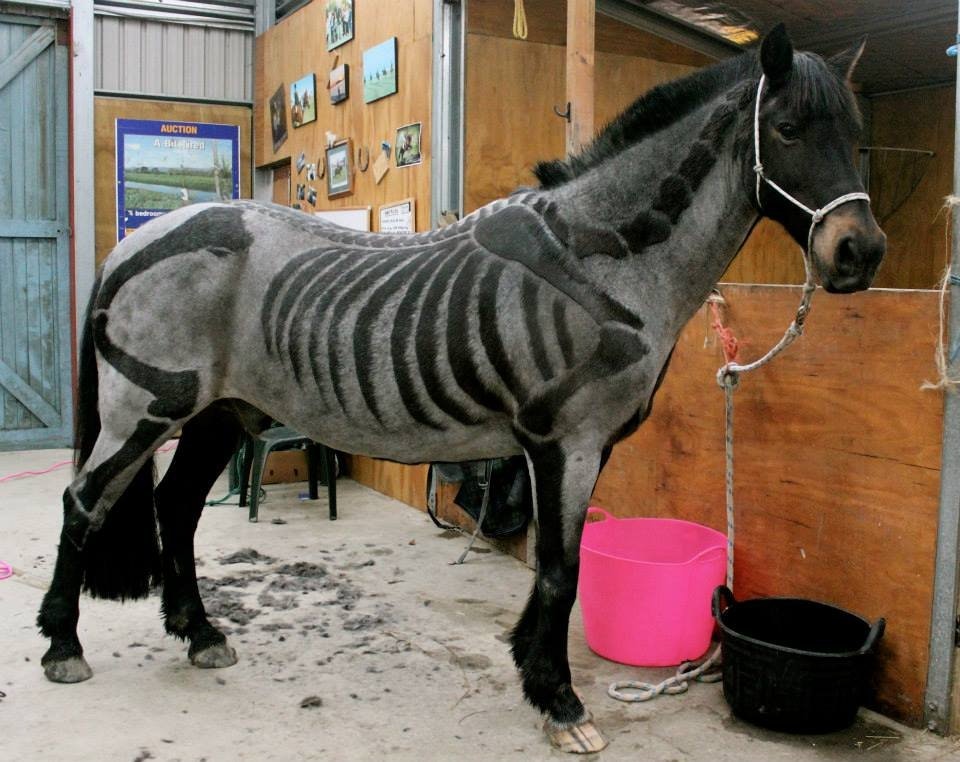 Un cheval prêt pour Halloween