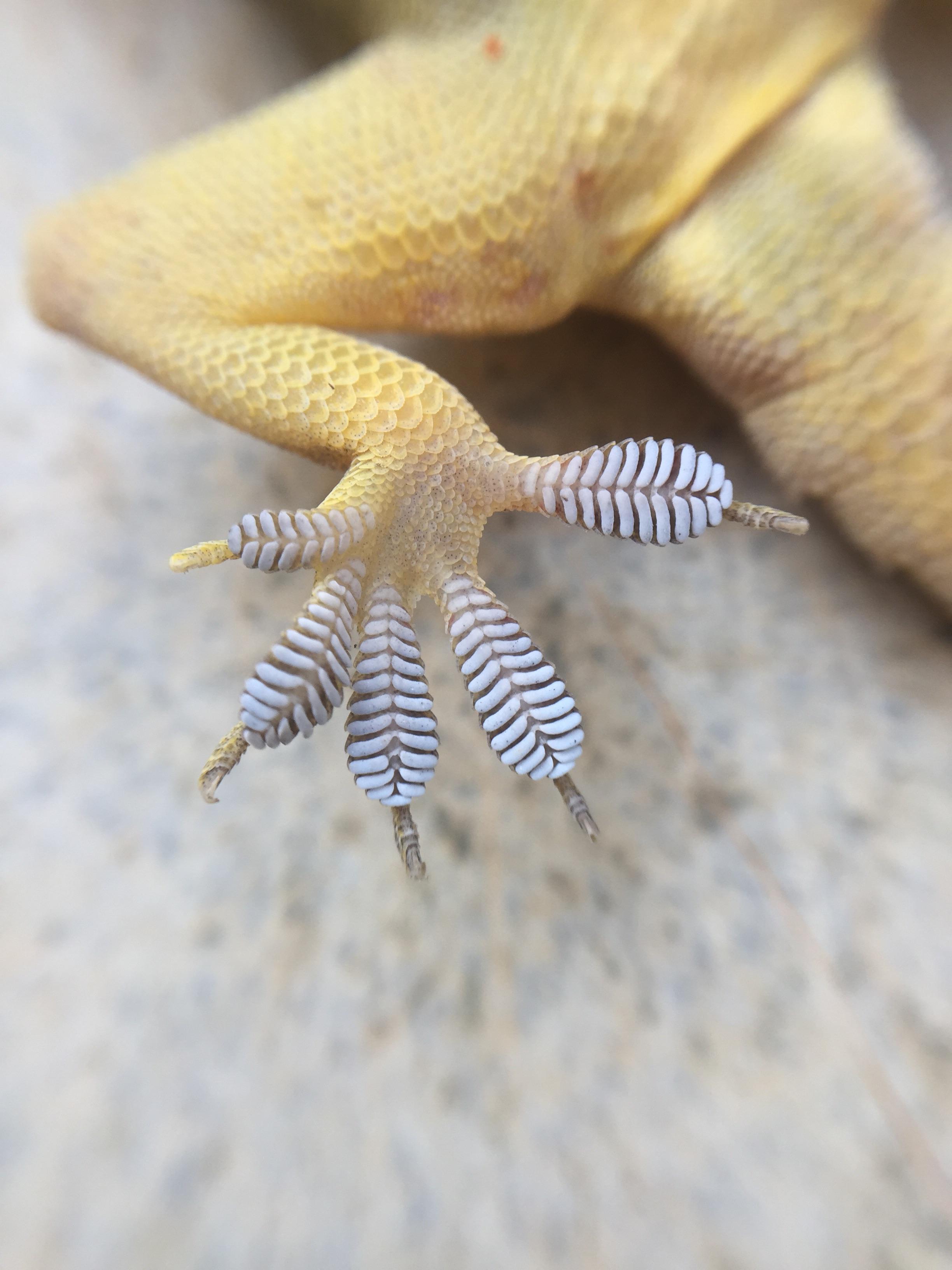 La patte d'un gecko