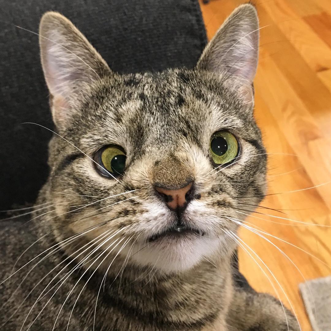 Image Drole Chat Drole Image Drole Chat Drole