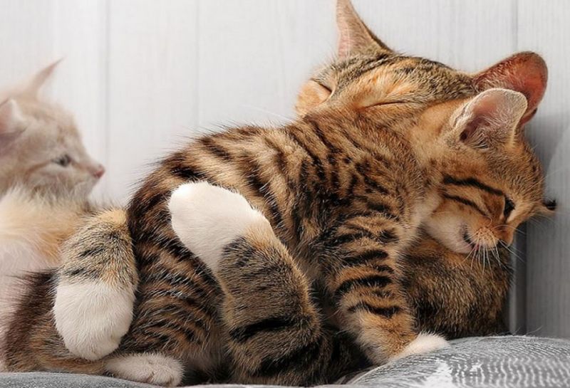 insolite calin chat chaton patte