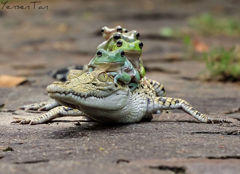 insolite crocodile grenouille taxi