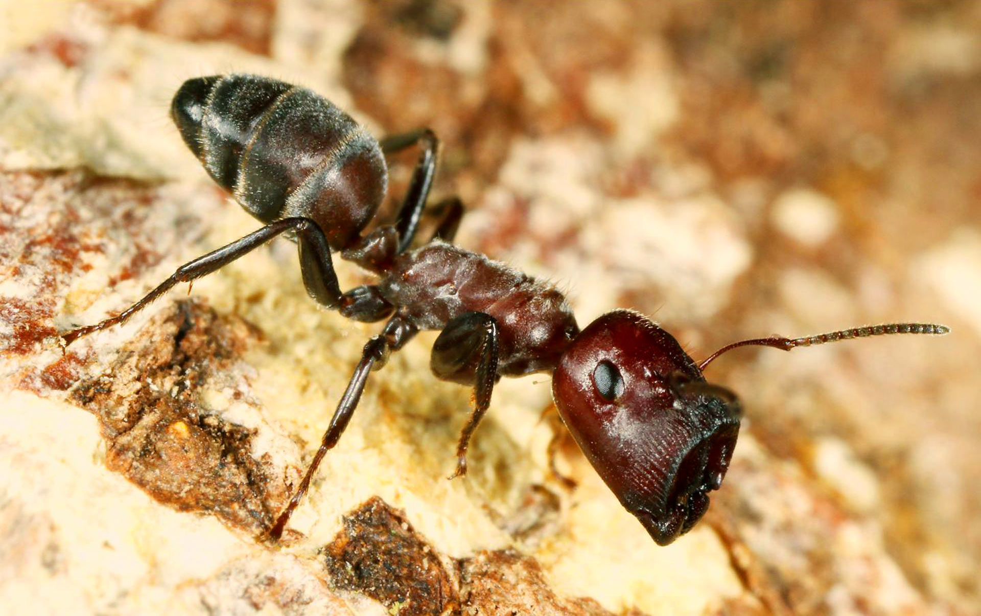 Une fourmi bouche-trou