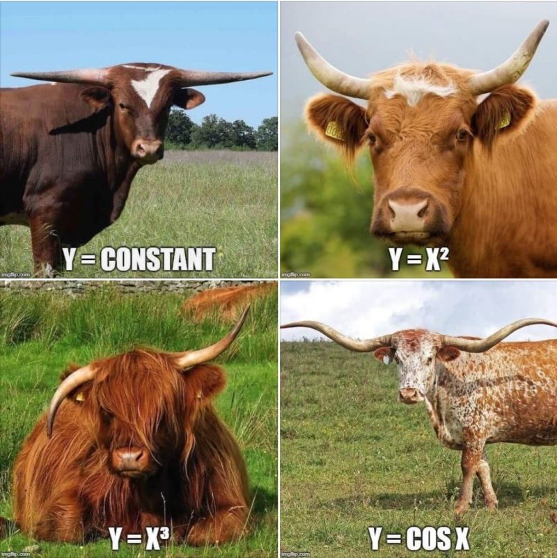 insolite apprendre corne fonction maths vache