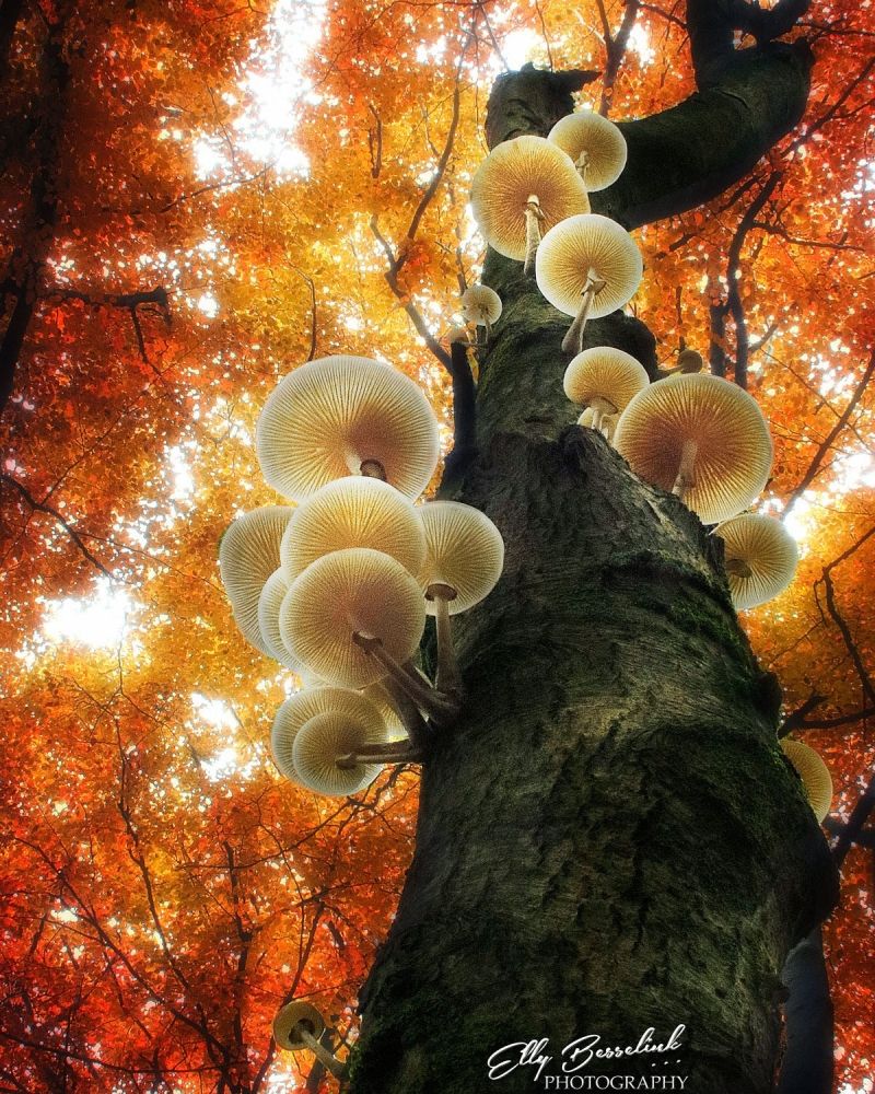 insolite arbre automne champignon feuille tronc