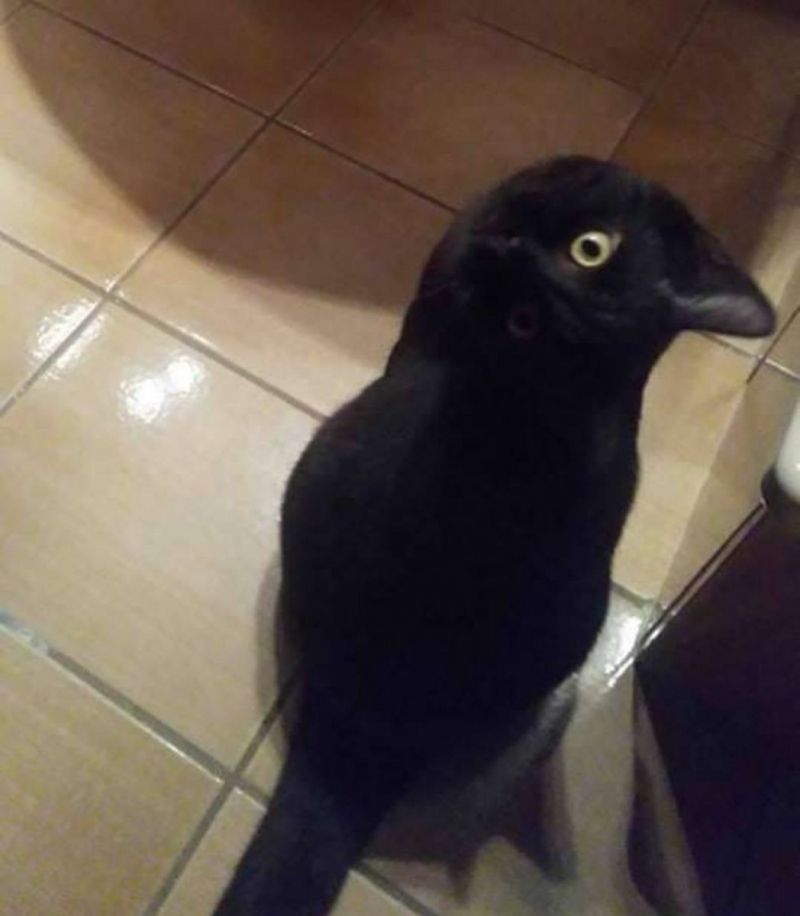 insolite chat corbeau tete