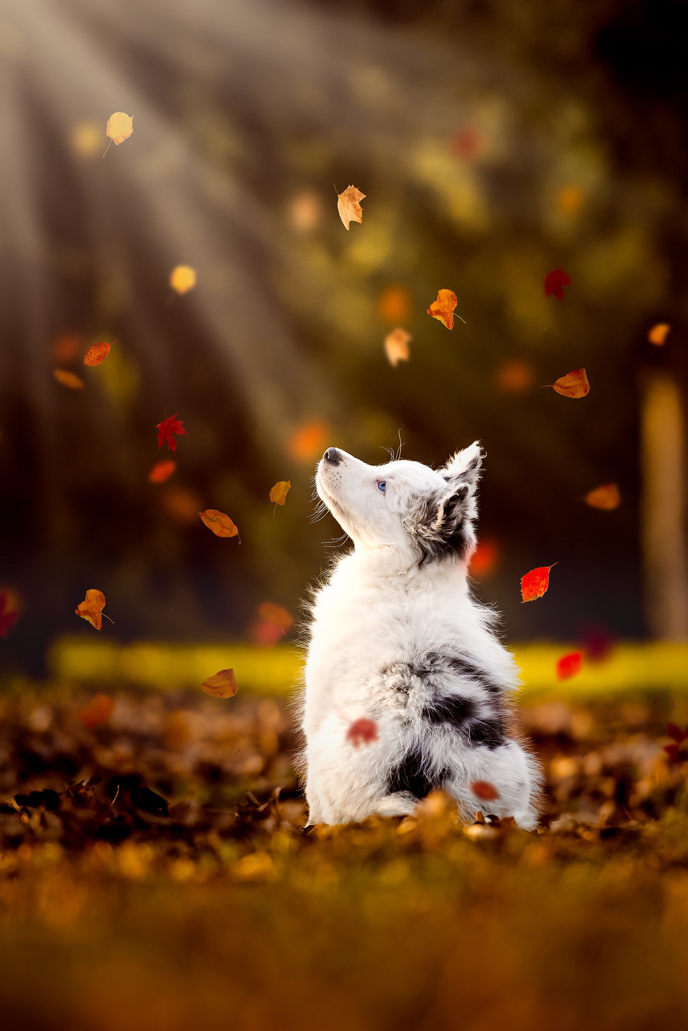 Un chiot regarde les feuilles mortes tomber