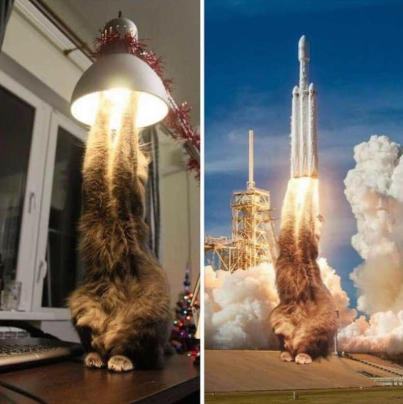 insolite ampoule chat decollage fusee lampe patte spacex