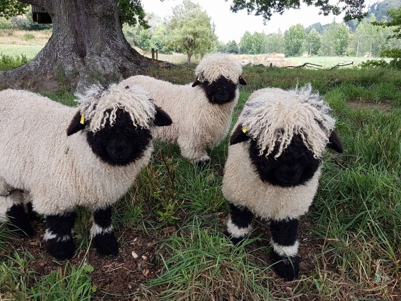 insolite mouton nez noir race valais