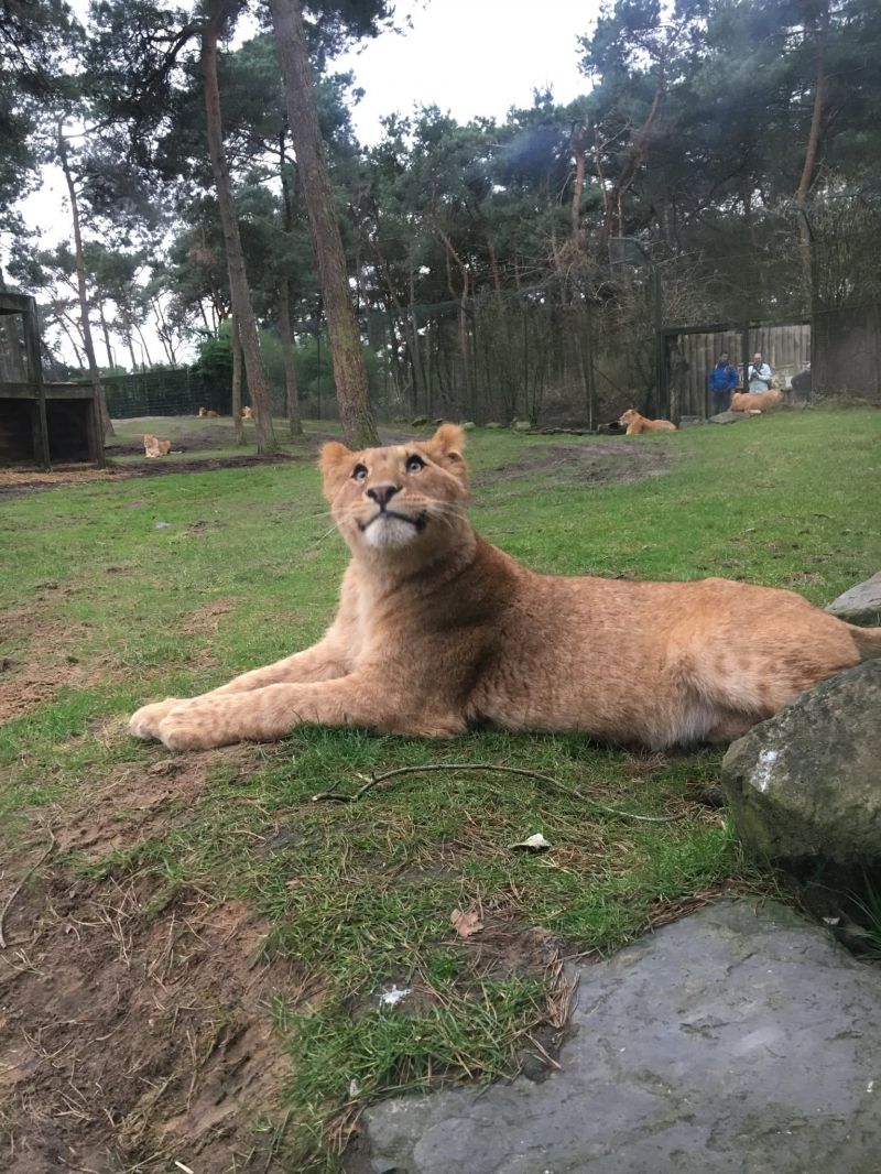 insolite heureux lion lionne sourire