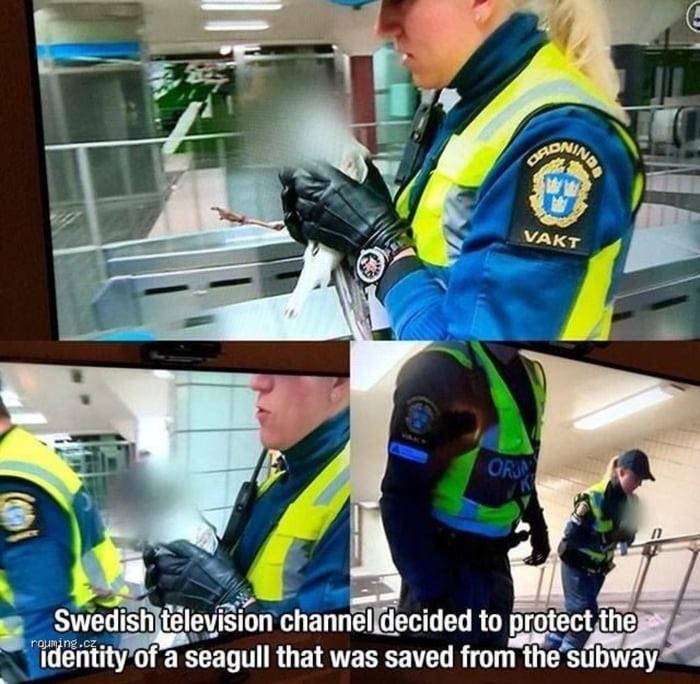 Pendant ce temps-là à la télévision suédoise, l'identité d'une mouette est préservée