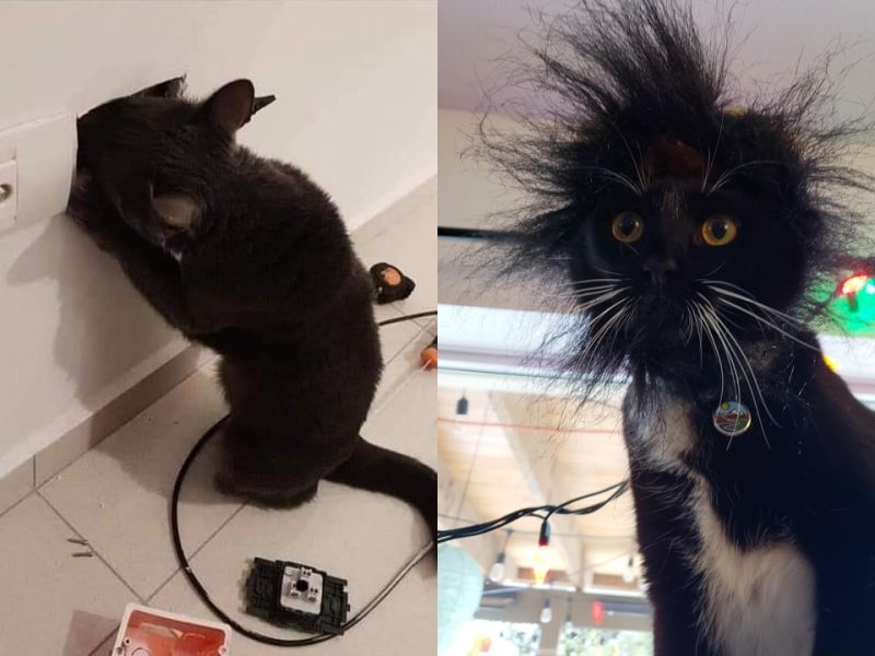 insolite chat drole electrique prise tete