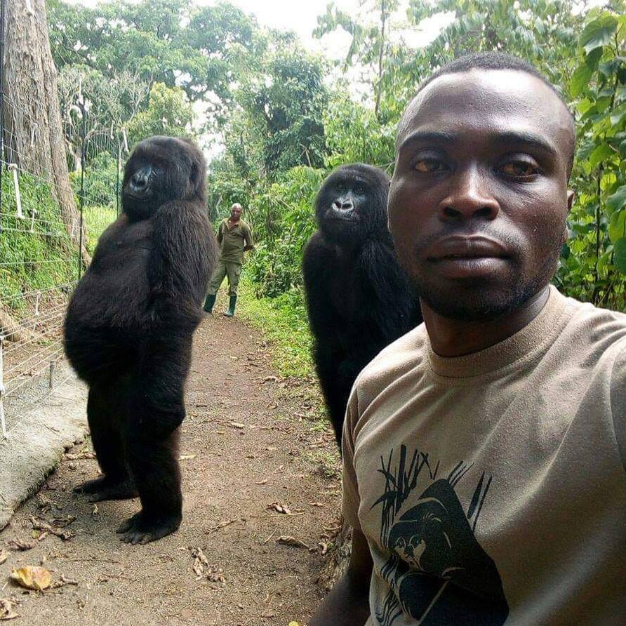 Un garde forestier fait un selfie avec deux goriles