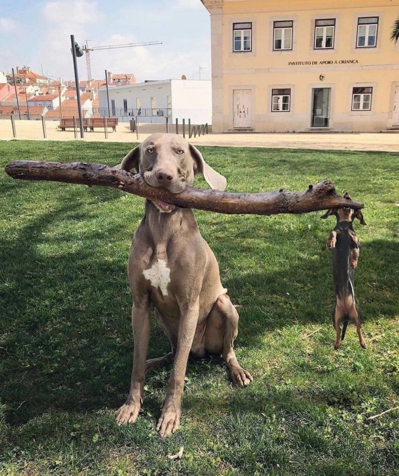 insolite branche chien