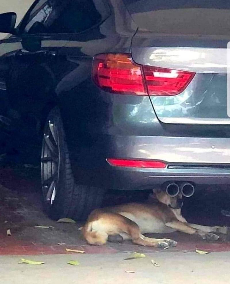insolite chien echappement jumelles pot voiture