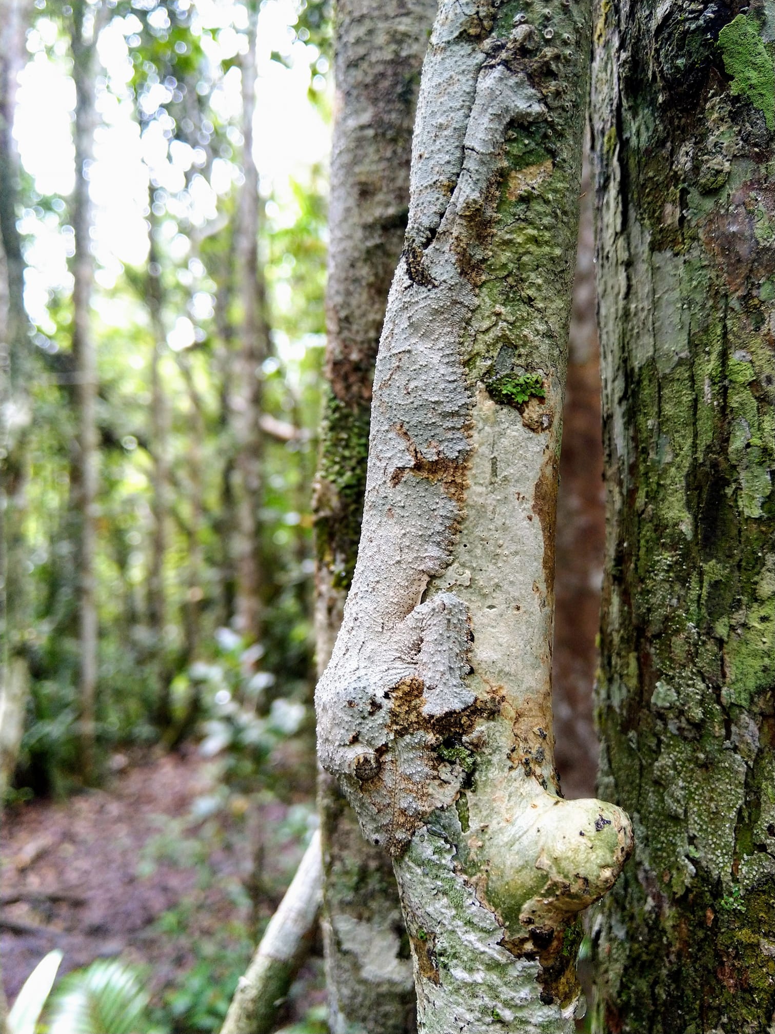 Une simple photo d'un tronc... ou pas (Madagascar)