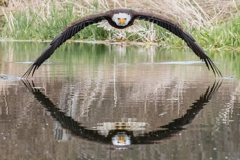 insolite blanche eau oiseau pygargue reflet tete