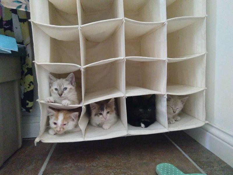 insolite appartement chat rangement sac