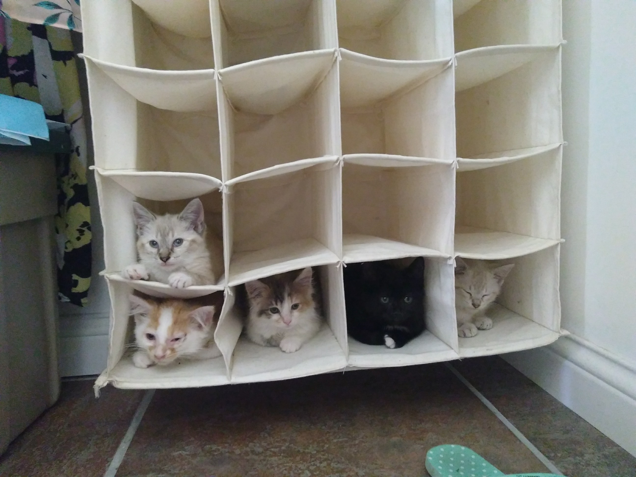 Appartements pour chats