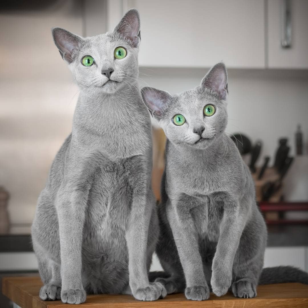 Chats gris aux yeux verts