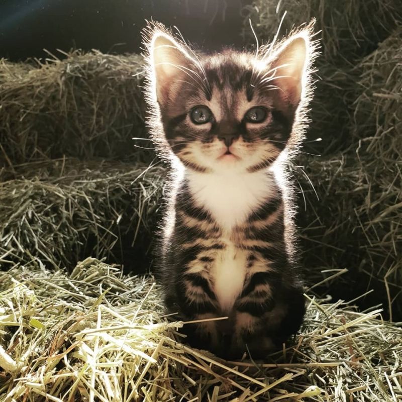 insolite chat chaton grange mignon