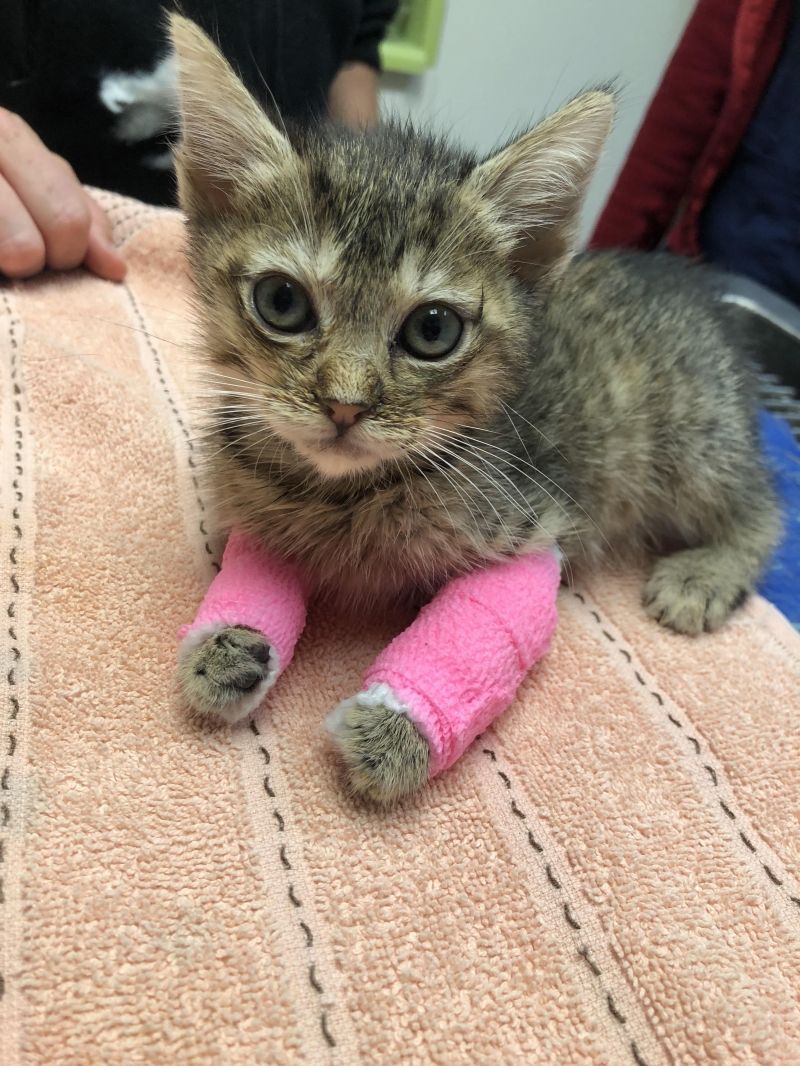 insolite chat chaton patte platre