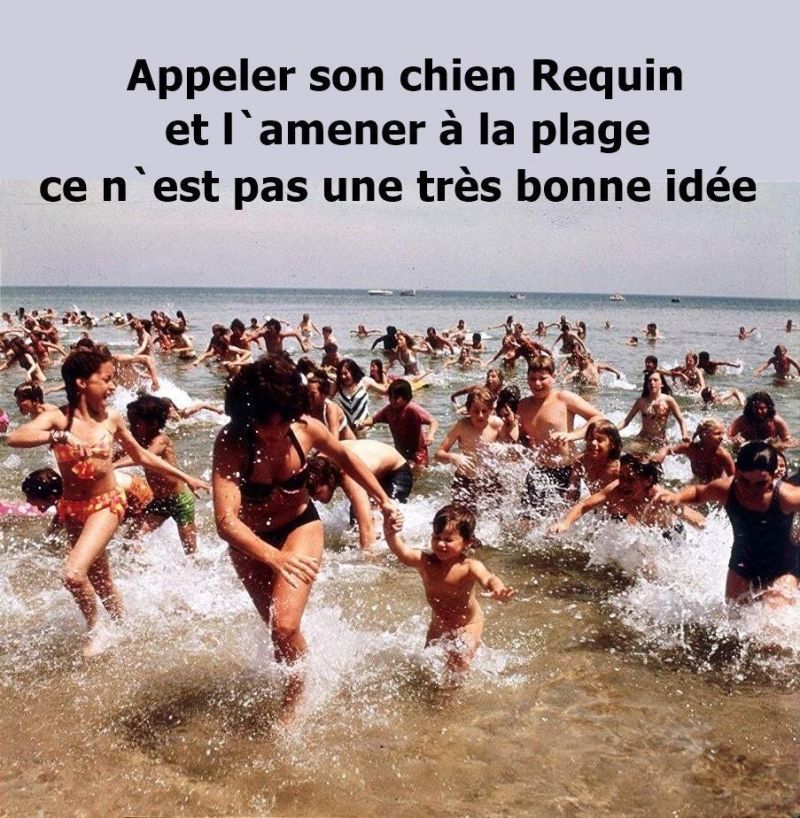 insolite chien panique plage requin
