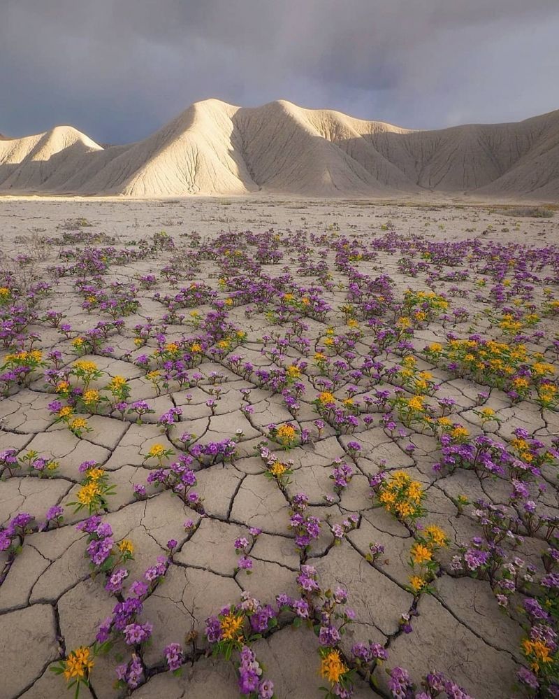 insolite desert fleur fleuraison utah